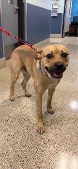 German Shepherd Dog and Mixed Breed Dogs Available for Adoption - COPPER | PetCurious