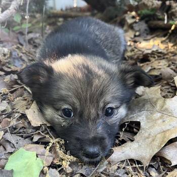 Australian Shepherd and Mixed Breed Dogs Available for Adoption in Rossville, Georgia - Chuckie (female) | PetCurious