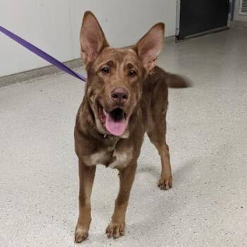 Tucker -  German Shepherd Dog and Chow Chow Dog for Adoption in Indianapolis, Indiana - Tucker | PetCurious