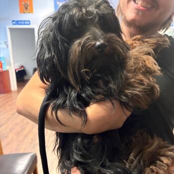 Rupert -  Yorkshire Terrier and Terrier Dog for Adoption in St. Louis, Missouri - Rupert | PetCurious