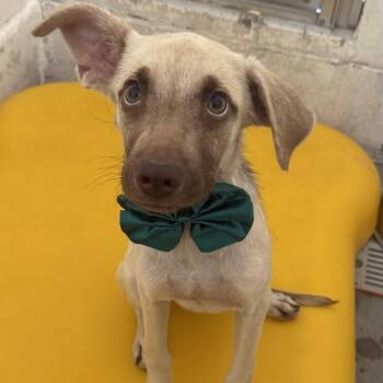Evie -  Mixed Breed Dog for Adoption in Las Cruces, New Mexico - Evie | PetCurious