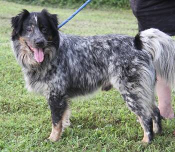 Detroit (Reclaim Pending ... Detroit is on a 14 day hold) -  Australian Cattle Dog Blue Heeler Dog for Adoption in Marietta, Ohio - Detroit (Reclaim Pending ... Detroit Is On A 14 Day Hold) | PetCurious