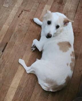 Nelly - So Gentle -  Jack Russell Terrier and Beagle Dog for Adoption in Rootstown, Ohio - Nelly - So Gentle | PetCurious