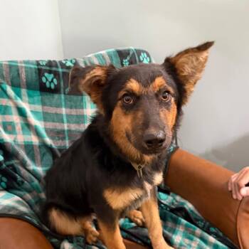 Jhett -  Australian Shepherd Dog for Adoption in Sequatchie, Tennessee - Jhett | PetCurious