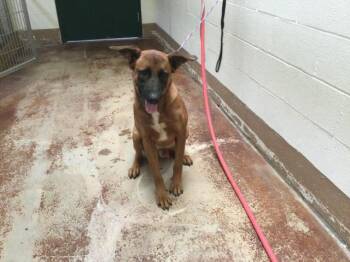ELI -  Belgian Shepherd Malinois and Mixed Breed Dog for Adoption in Thousand Palms, California - ELI | PetCurious