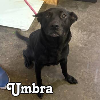 Umbra -  Mixed Breed Dog for Adoption in Hillsboro, Ohio - Umbra | PetCurious