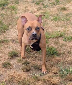 Rescue Pit Bull Terrier Dogs for Adoption in Akron, Ohio - REBECCA | PetCurious