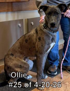 Great Dane and Shepherd Dogs Available for Adoption in Gaylord, Michigan - Ollie #25 Of 4-20-26 | PetCurious