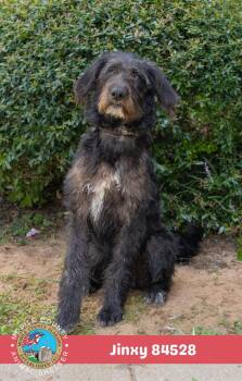 Jinx -  Labradoodle Dog for Adoption in Semmes, Alabama - Jinx | PetCurious