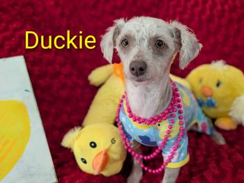 Poodle Dogs Available for Adoption in Kingsburg, California - Duckie | PetCurious
