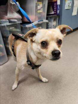 Rescue Chihuahua and Mixed Breed Dogs for Adoption in Burbank, California - A135971 | PetCurious