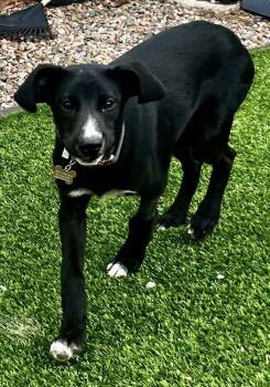Hound and Labrador Retriever Dogs Available for Adoption in Colorado Springs, Colorado - Happy | PetCurious