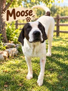 Moose -  Hound Dog for Adoption in Kenedy, Texas - Moose | PetCurious