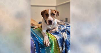Rescue Mixed Breed Dogs for Adoption in Weaverville, North Carolina - Robert | PetCurious
