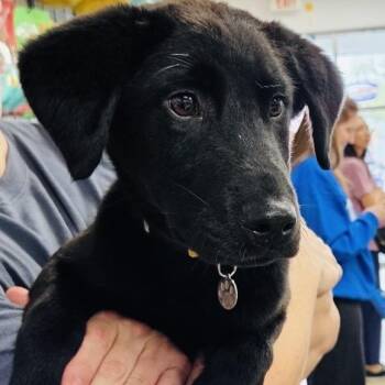 Border Collie and Labrador Retriever Dogs Available for Adoption - Inky And Siblings | PetCurious