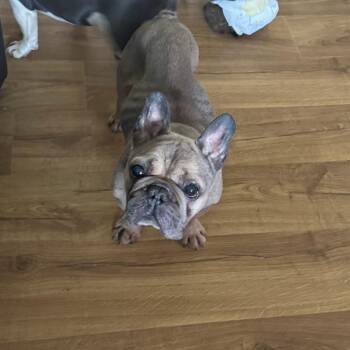 Tommy aka Crouton -  French Bulldog Dog for Adoption in North Freedom, Wisconsin - Tommy Aka Crouton | PetCurious