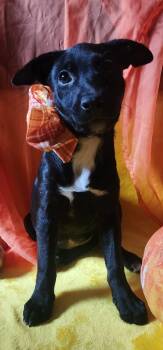 Rescue Border Collie Dogs for Adoption in Walker, Louisiana - Donna | PetCurious