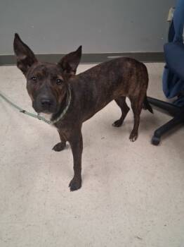 Rescue Terrier and Mixed Breed Dogs for Adoption in Gulfport, Mississippi - Feni | PetCurious