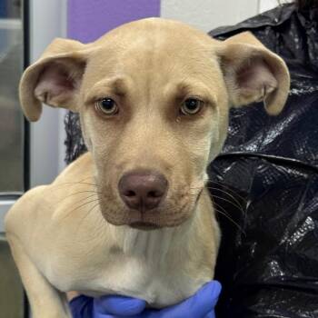 Pippin -  Terrier and Mixed Breed Dog for Adoption in Montgomery, Alabama - Pippin | PetCurious
