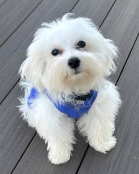 Rescue Maltese and Poodle Dogs for Adoption in Rochester, Minnesota - Lenny | PetCurious