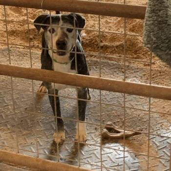 Labrador Retriever and Mixed Breed Dogs Available for Adoption in Glendale, Arizona - Gumbo | PetCurious