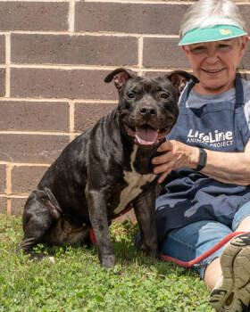 Rescue Mixed Breed Dogs for Adoption in Chamblee, Georgia - Rumi - IN FOSTER | PetCurious