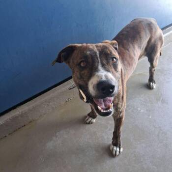 Boxer and American Staffordshire Terrier Dogs Available for Adoption - Handsome | PetCurious