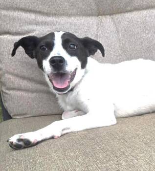 Journey (19 lbs) -  Cattle Dog Dog for Adoption in Mississauga, Ontario - Journey (19 Lbs) | PetCurious