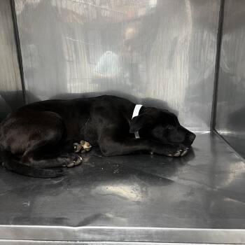 Black Labrador Retriever Dogs Available for Adoption - Phil | PetCurious