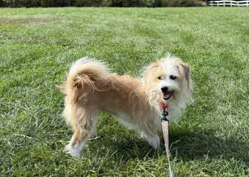 Rescue Terrier Dogs for Adoption in Landenberg, Pennsylvania - Sofie | PetCurious