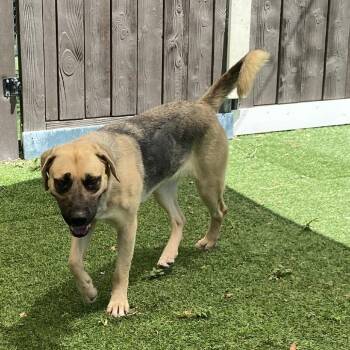 Sunscreen 2565 -  Black Mouth Cur and Mixed Breed Dog for Adoption in Loxahatchee Groves, Florida - Sunscreen 2565 | PetCurious