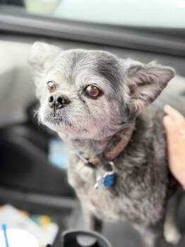 Spartacus -  Pekingese and Mixed Breed Dog for Adoption in Fort Worth, Texas - Spartacus | PetCurious