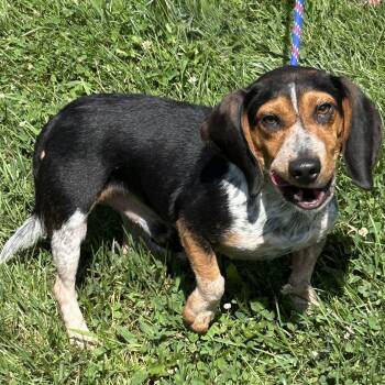 Deacon 2026 -  Beagle Dog for Adoption in Cincinnati, Ohio - Deacon 2026 | PetCurious