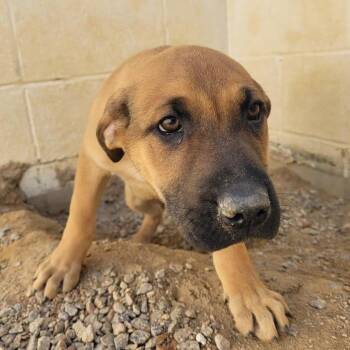 Terrier and Mixed Breed Dogs Available for Adoption in Loxahatchee Groves, Florida - TURTLE 3492 | PetCurious