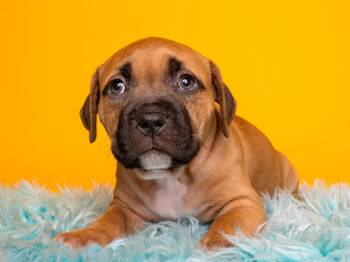 Summer Sips: Kool-Aid -  Boxer and Pit Bull Terrier Dog for Adoption in Palo Alto, California - Summer Sips: Kool-Aid | PetCurious