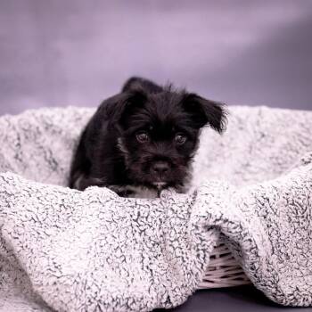 Moseby D11746 -  Border Terrier and Mixed Breed Dog for Adoption - Moseby D11746 | PetCurious
