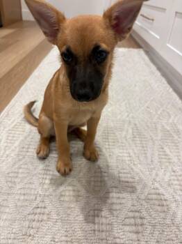 Blair -  German Shepherd Dog and Chiweenie Dog for Adoption in San Diego, California - Blair | PetCurious