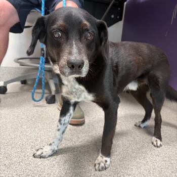 Border Collie Dogs Available for Adoption - Doky | PetCurious