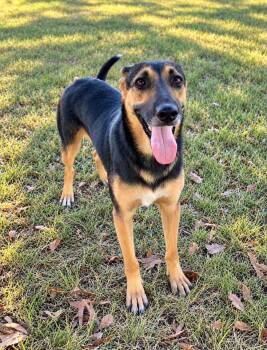 Lily -  German Shepherd Dog Dog for Adoption in Lucas, Texas - Lily | PetCurious