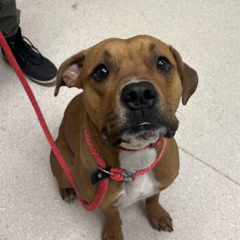 Mixed Breed Dogs Available for Adoption - Kuma | PetCurious