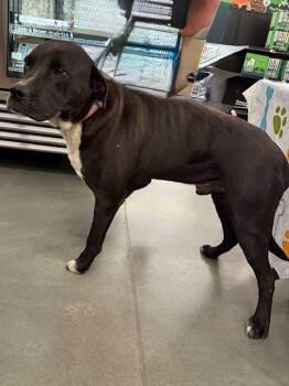 Rescue Golden Retriever and Great Pyrenees Dogs for Adoption in Douglasville, Georgia - Michael | PetCurious