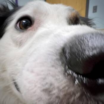 Australian Shepherd Dogs Available for Adoption in Sioux City, Iowa - Bruce | PetCurious