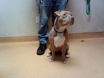 PRINCESS -  Pit Bull Terrier Dog for Adoption in Martinez, California - PRINCESS | PetCurious