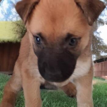 Violet -  German Shepherd Dog and Mixed Breed Dog for Adoption in Las Vegas, Nevada - Violet | PetCurious