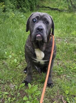 Cane Corso Dogs Available for Adoption in Malvern, Pennsylvania - Bubba Gump | PetCurious