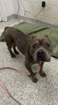 Seneca -  Pit Bull Terrier and Mixed Breed Dog for Adoption in Kansas City, Missouri - Seneca | PetCurious