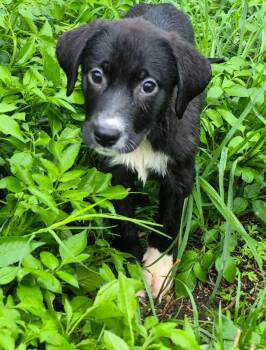Anna -  Anatolian Shepherd Dog for Adoption in Sanford, Florida - Anna | PetCurious