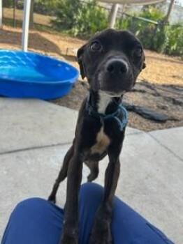 Mixed Breed Dogs Available for Adoption - BAROSSA | PetCurious