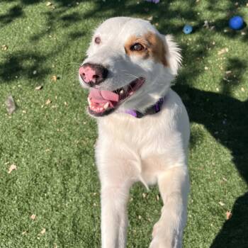 Rescue German Shepherd Dog and Mixed Breed Dogs for Adoption in La Grange, Kentucky - DayDay | PetCurious