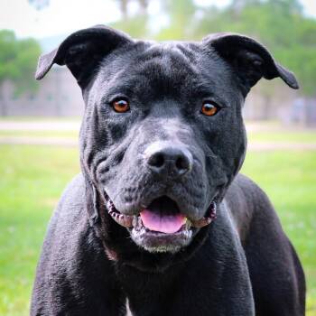 Siren -  Mixed Breed Dog for Adoption in Lake Jackson, Texas - Siren | PetCurious